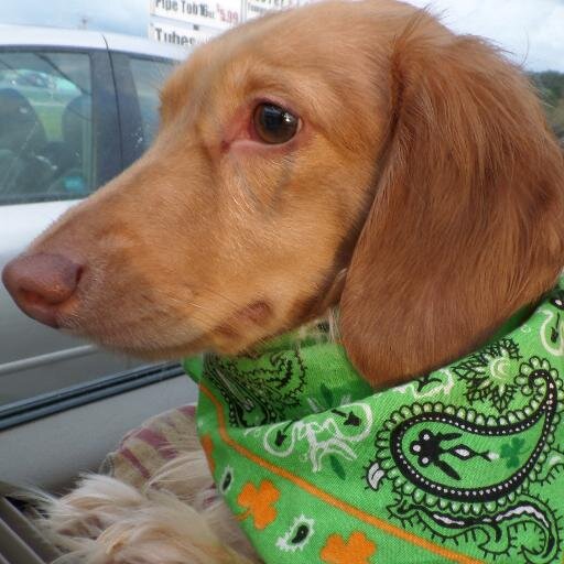 Blonde Dachshund