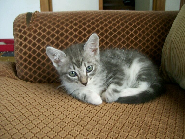 im a cat. im a kitty cat. and a meow meow meow and a meow meow meow.
