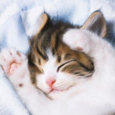 ほっこり癒やしのねこカワ画像 Nekokawagazou Twitter ほっこり癒やしのねこカワ画像 Nekokawagazou Twitter