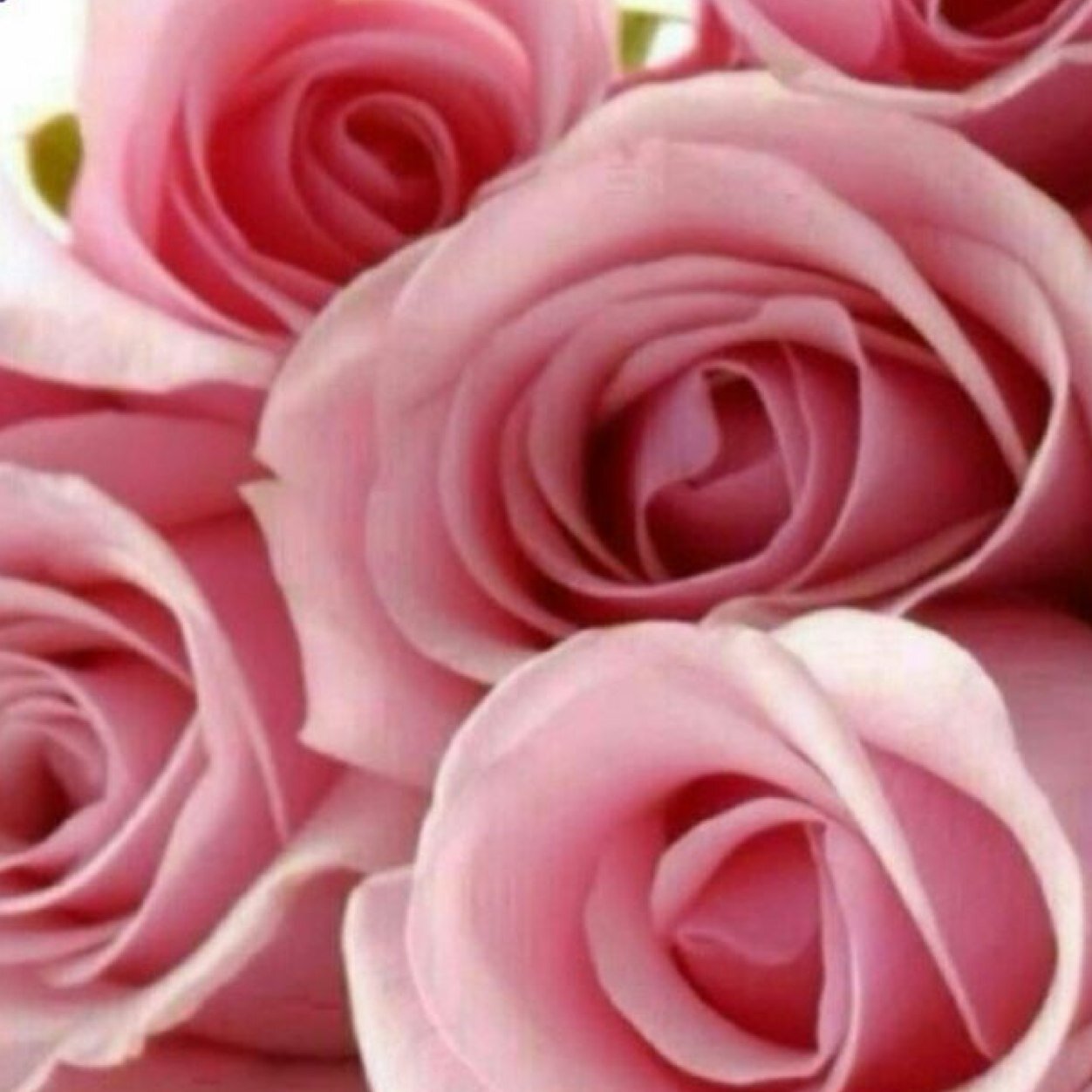 إنا لله وإنا إليه راجعون .. بقلوب مطمئنة راضية انتقلت إلى رحمة الله والدتي (هند حسن الصائغ )