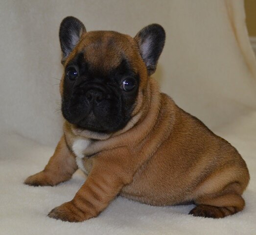 I'm a Clown. I'm a Frog. I'm Fun. I'm a Frenchie!                                                               JP Beignet de la Rouge