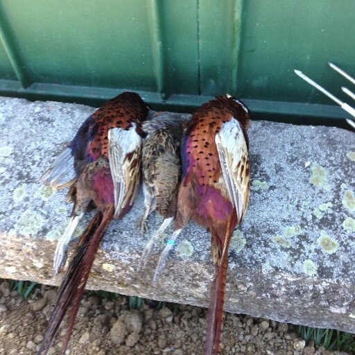 aime la chasse