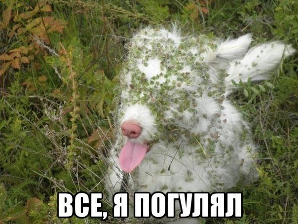 APChehonte's profile picture. 