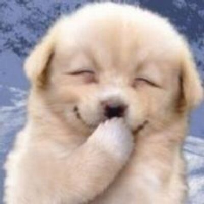 思わず見とれる動物癒し画像 Karadani Iyashi Twitter 思わず見とれる動物癒し画像 Karadani Iyashi Twitter