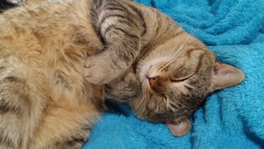＊好きなもの♡ねこ♡もふもふ♡チーズ♡チョコミント♡期間限定♡嵐
＊苦手なもの☆速い乗り物☆写真