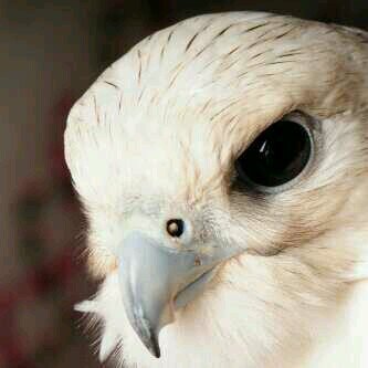‏__  أميَ     ﺑقُربكِ , تنمحِي آثارُ וﻟحُزنِ  وَتُخلّد مشاعِرוﻟحُب ويبقىَ  וﻟقلبُ نابضًا ﻓقط بـ أحبك