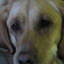 Bill Egbert - @Yellolabguy - Twitter