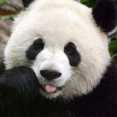 StartupPanda's profile picture. 