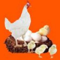 Poultry bazaar (@poultrybazaar) 's Twitter Profile