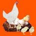 Poultry bazaar (@poultrybazaar) Twitter profile photo Poultry bazaar (@poultrybazaar) Twitter profile photo