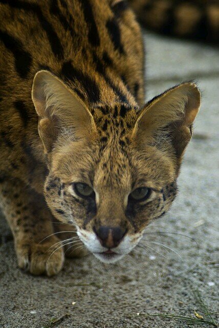just a cat that lives with a rich girl in a big house @Audrey_lynn78. lm cool. I can change colors#rp/ #teamfollowback