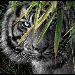 BaketRaja's profile picture. 