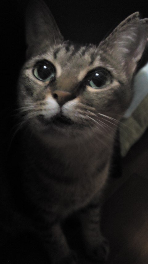 occoco3's profile picture. もう歳をとりすぎたようじゃ。。
写真はsomeちゃん