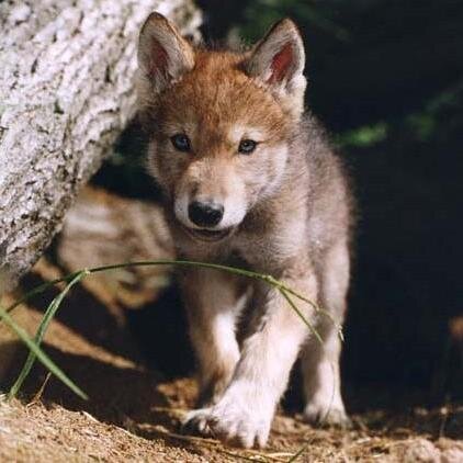 Lobo huargo de @_Eldarion_, @Lyanna_ST me trajo de Invernalia. Adaptándome a mi nuevo tamaño. #SpanishFakeESDLA