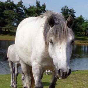 ThePeverils's profile picture. Superbly equipped, family friendly, dog friendly, self catering holiday cottage in East Boldre in the New Forest National Park, UK.