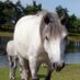 Friendly New Forest (@thepeverils) Twitter profile photo