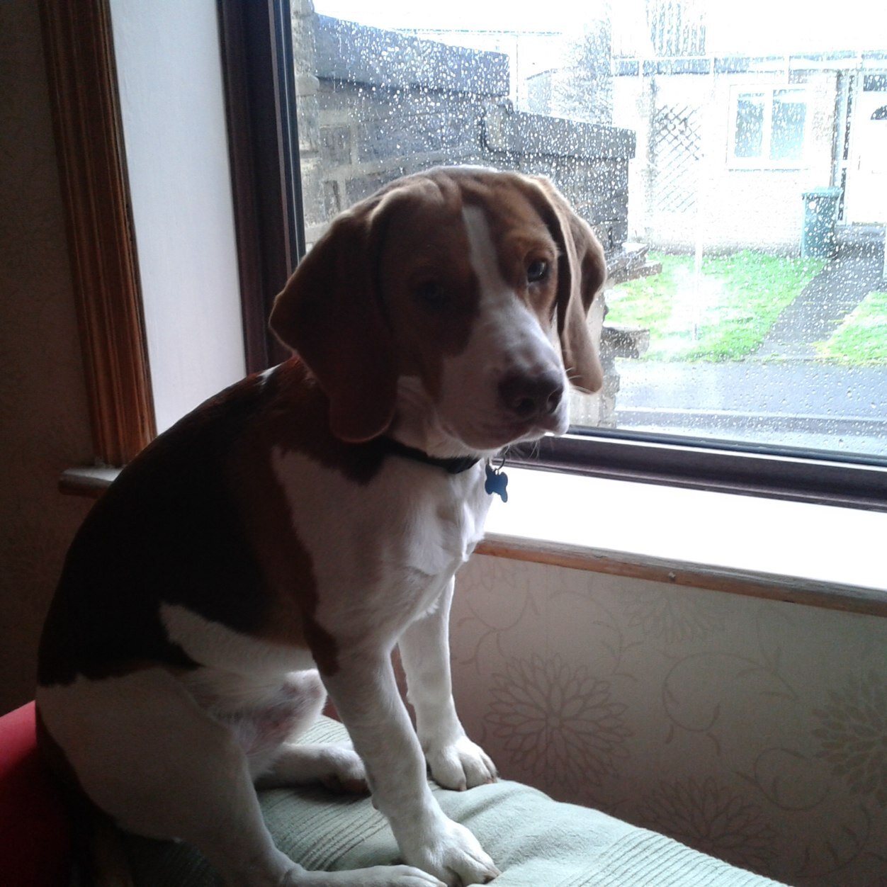 craigbellerby71's profile picture. love my wife, kids and three beagles. guiseley afc season ticket holder. love every thing yorkshire, and leeds