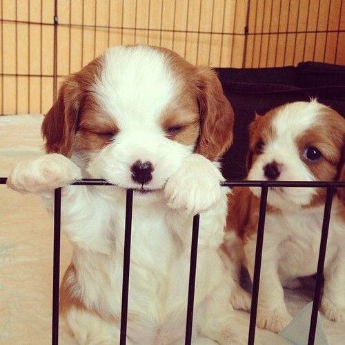 Harry_Hub's profile picture. You can find more funny animal pictures, cute animal pictures, animal pictures, funny animal videos, pictures of animals, funny pictures of animals.