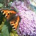 Conservation Team (@blackpoolct) Twitter profile photo
