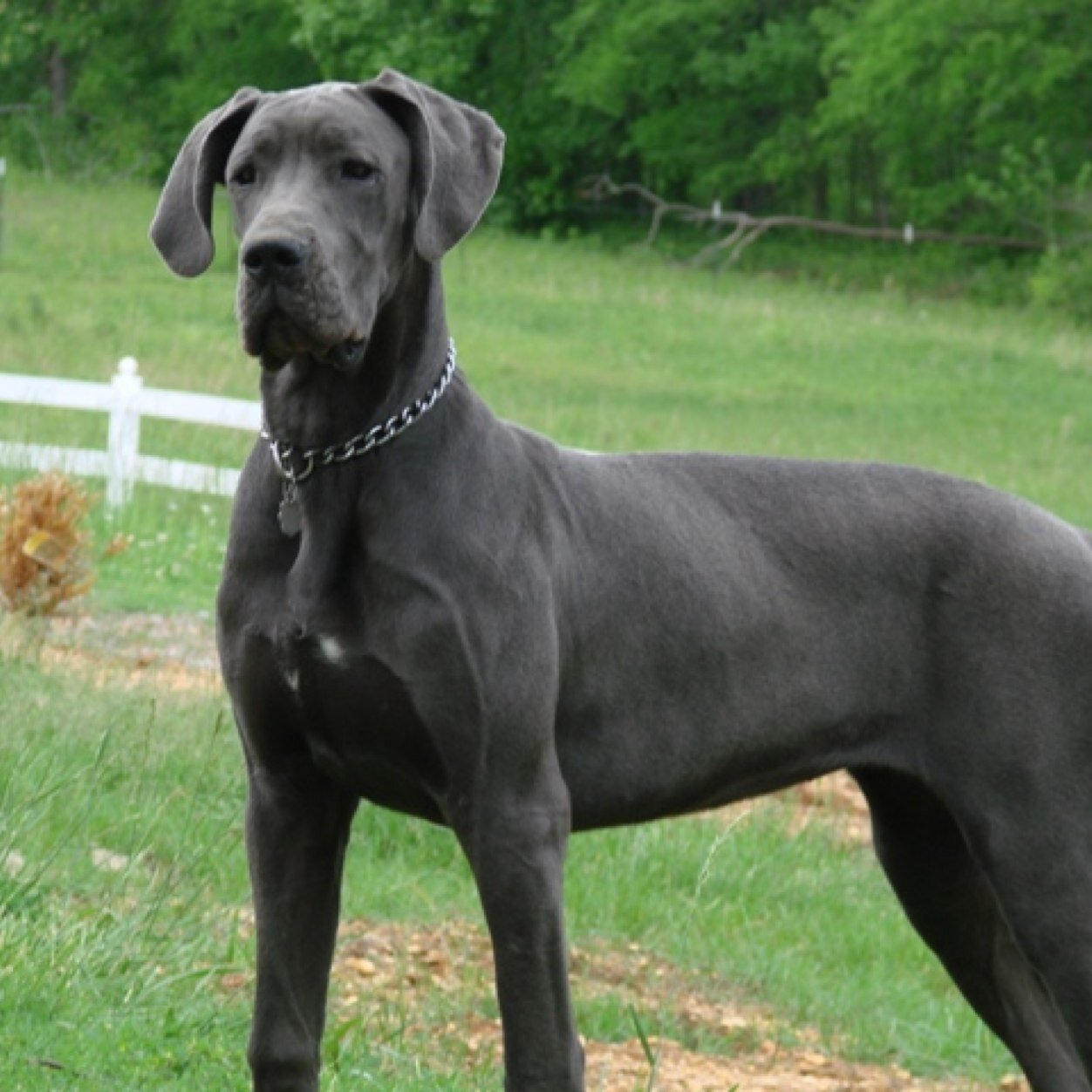 Dane4Jesus's profile picture. 