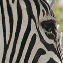 Debbie Koehler - @debdesigner1 - Twitter