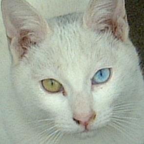 stbneco's profile picture. ●Bass弾き&Vn弾き( @sonimarium /son*ima/Zypressen/snowflakes/天然色/jo-juat2/sate|SATE/粒オケ/BKE/MAXフィル)●音楽映画海外文学●無言フォロー/リムーヴ派●TWINPEAKS●旧manimani