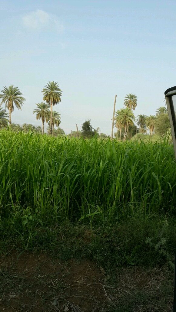 ‏الحمدلله رب العرش العظيم