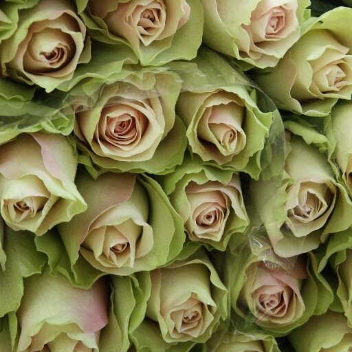 FTMpartner's profile picture. I'm the female partner of a Transman (FTM). This is the story of my transition.