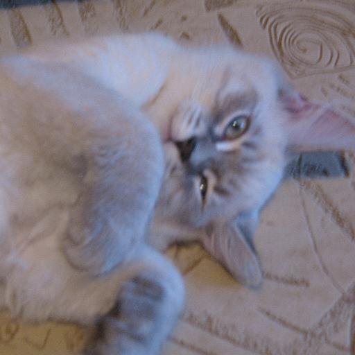 svetokot's profile picture. 