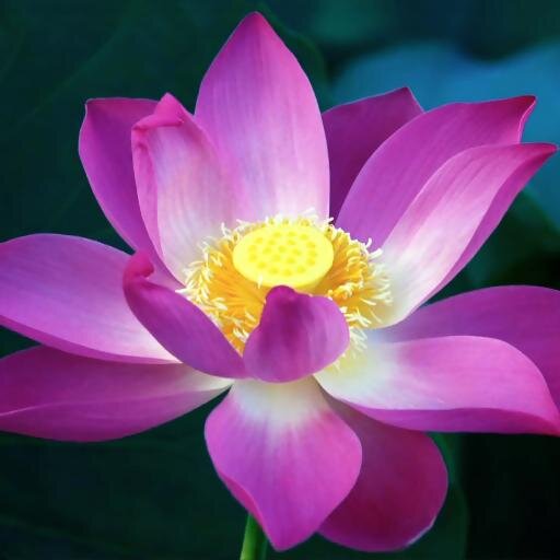 And the day came when the risk to remain tight in a bud was more painful than the risk it took to blossom - EN