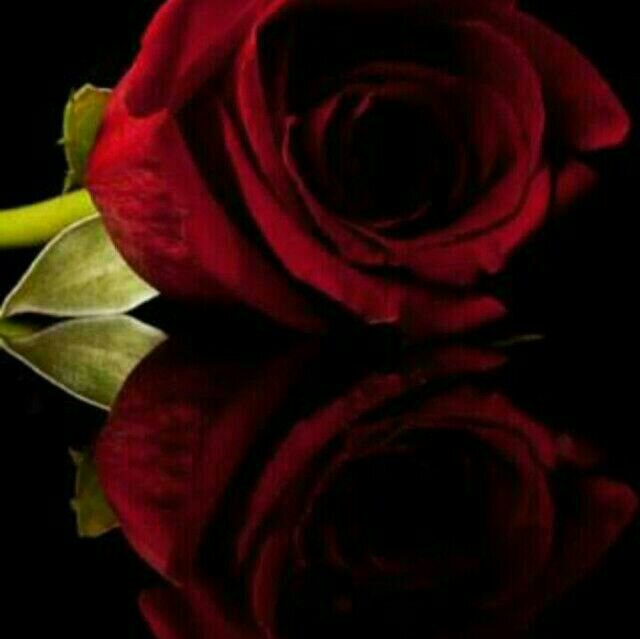 Nouf__0tb's profile picture. 