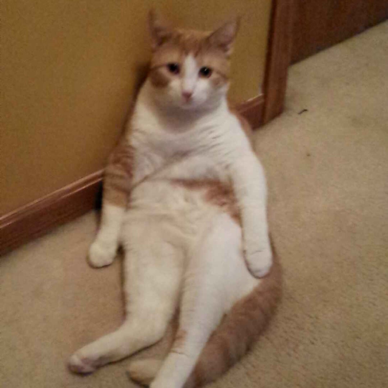 ColeGeiser's profile picture. Yolo