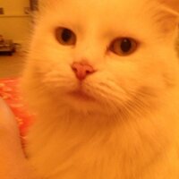 Adele (@andrewhead40) 's Twitter Profile
