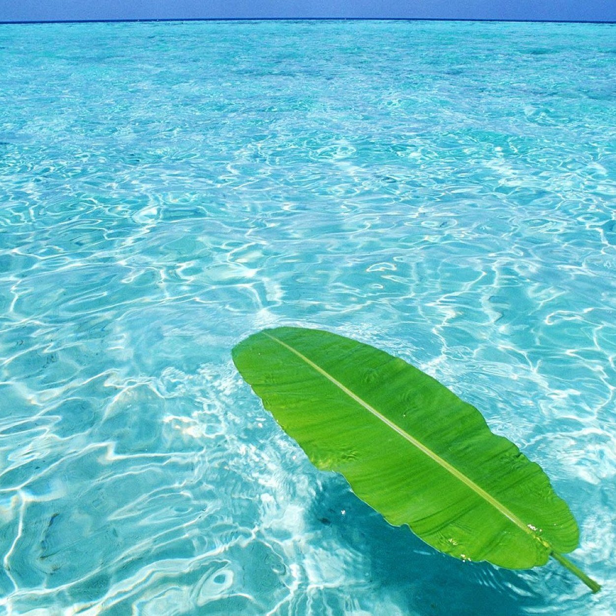 MCPE1999's profile picture. What if...