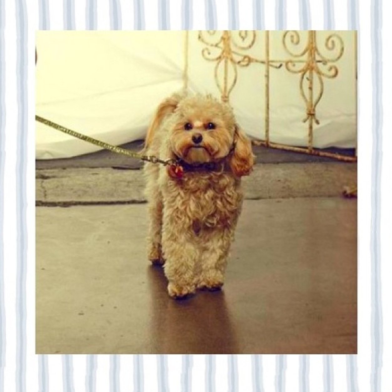 KingKThorne's profile picture. Woof! My names Kingston! Sometimes they call me King! I'm Bella Thorne's and Tristan Klier's puppy! I LOVE cats! #Kingstoners! Instagram: officialkingstonthorne