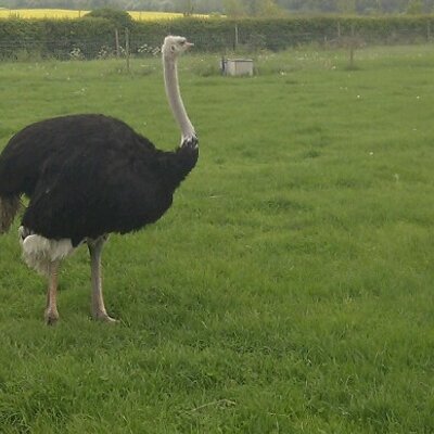 Profile Picture of Stewart Chandler (@bedwardsdad) on Twitter