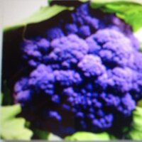 Gary Poole (@yorkshirevegmen) 's Twitter Profile