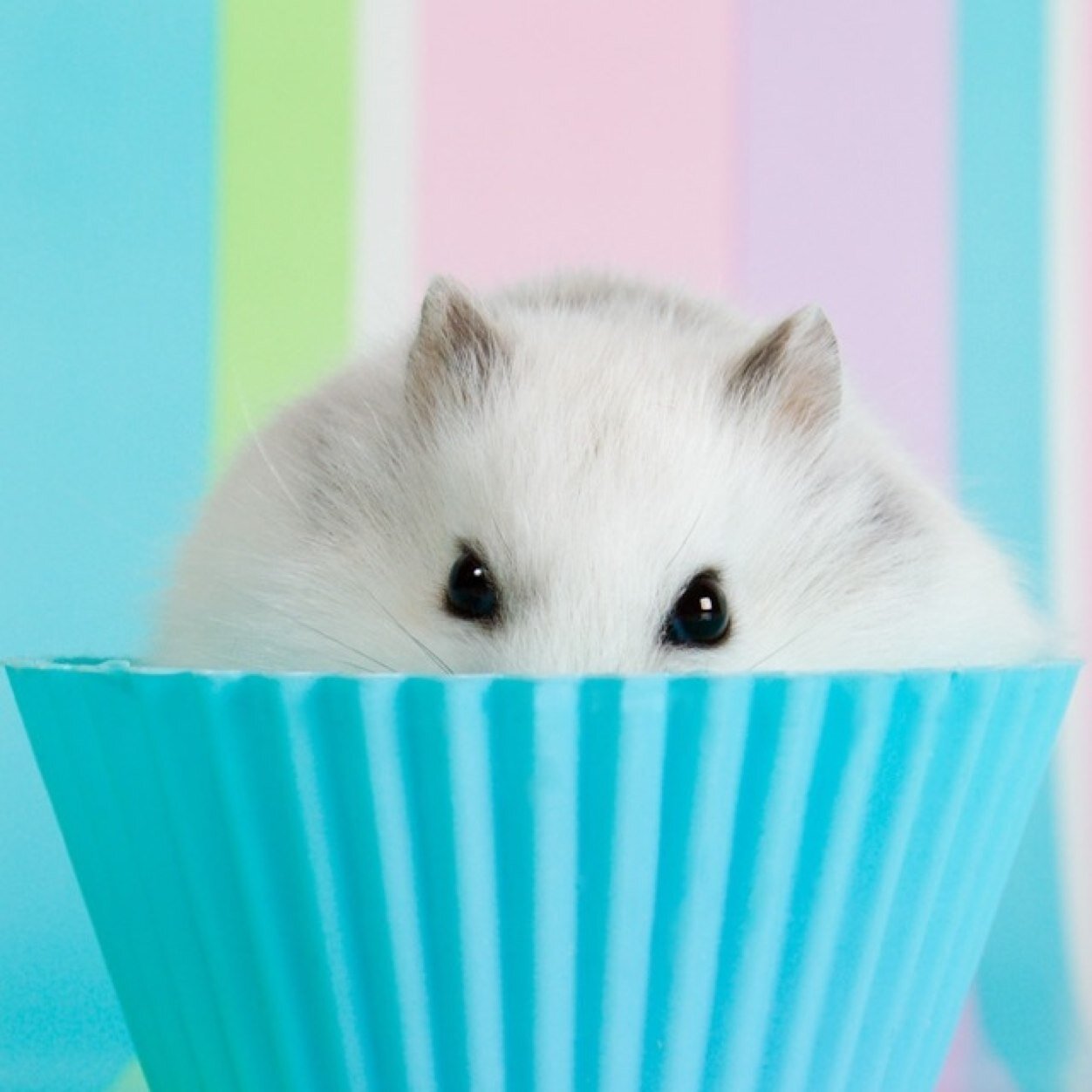 Tonicat1204's profile picture. follow 1dfan4life god craic