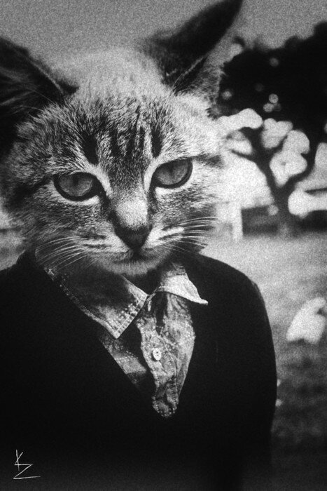 I am Francis J. Kittenwood, but you may call me Frank. I am a ruthless politician. And you will love to hate me.