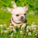 Leah The Pup - @LeahAli6 - Twitter