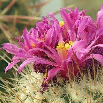 CDRINature's profile picture. The Nature Center is a facility of the Chihuahuan Desert Research Institute