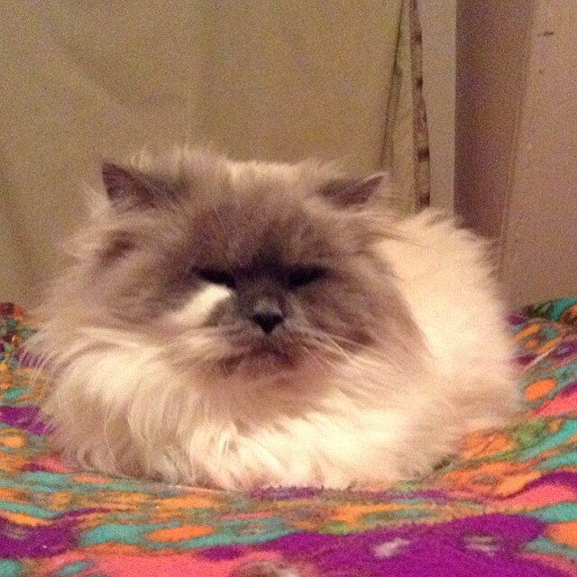 Hairball thrower, obsessed with food, grouchy