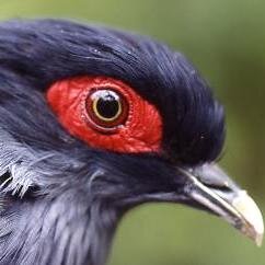 GREEN ACADEMY organise des circuits spécilaisés sur les oiseaux, lemuriens, reptiles et amphibians, insectes, orchidées et les flores de mADAGASCAR