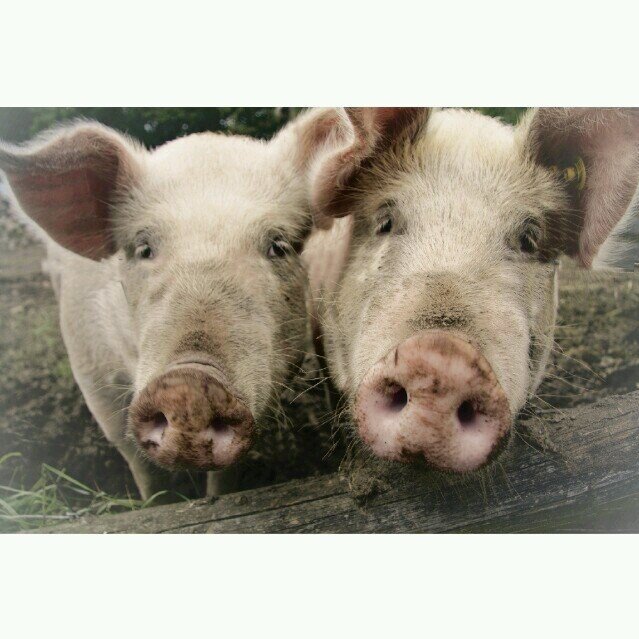 JaapvBaarlen's profile picture. 