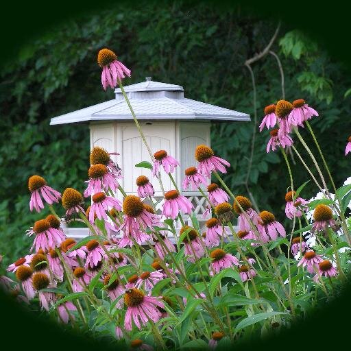 mc_ronda's profile picture. 