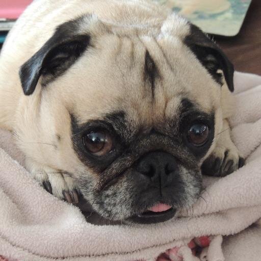 Bonnie_Bee's profile picture. 