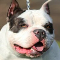 KINNEMAN KENNELS pitbullsforsale X