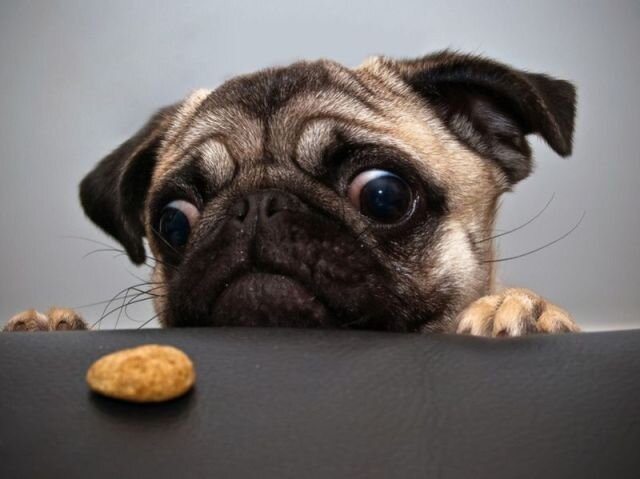 Pics of Pugsさんのプロフィール画像