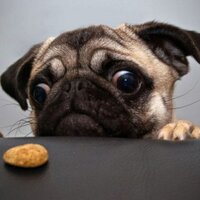 Pics of Pugs (@picsofpugs) 's Twitter Profile Photo