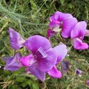 Lisa - @LisaLundquist1 - Twitter